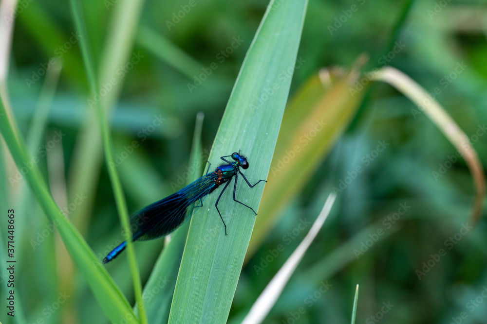 lose-up view of a Banded Demoiselle (Calopteryx splendens) damselfly on green vegetation lose-up view of a Banded Demoiselle (Calopteryx splendens) damselfly on green vegetation