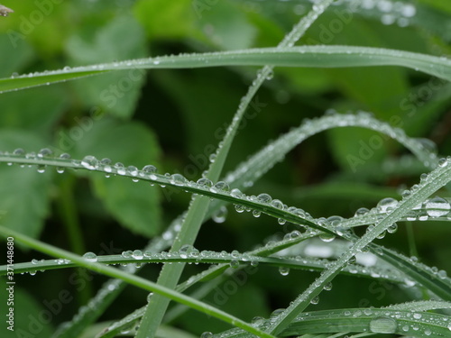 drops of morning dew on the leaves of green grass, green background