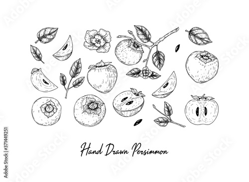 Set of hand drawn persimmon design elements including brunch, fruits, slices, leaves and flower isolated on white background. Vector illustration in sketch style