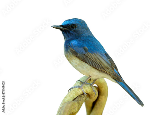 Beautiful blue and white bird lonely perching on the branch isolated on white background, Hainan blue flycatcher (Cyornis hainanus) © prin79