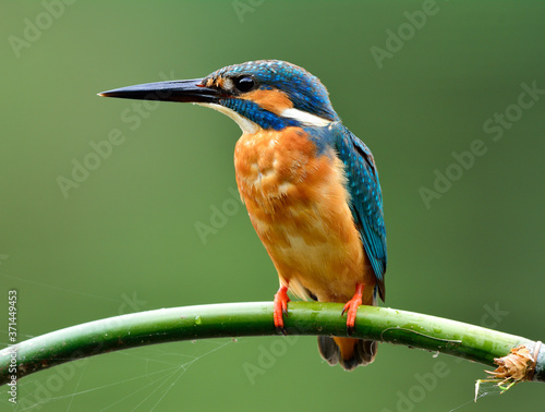 Beautiful blue bird calmly perching on bamboo branch waiting to catch fish in stream over green blur background, Common kingfisher (Alcedo atthis)