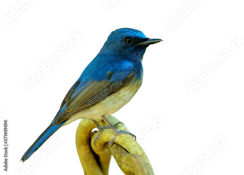 Beautiful blue bird lonely perching on twisted branch isolated on white background, Hainan blue flycatcher (Cyornis hainanus)