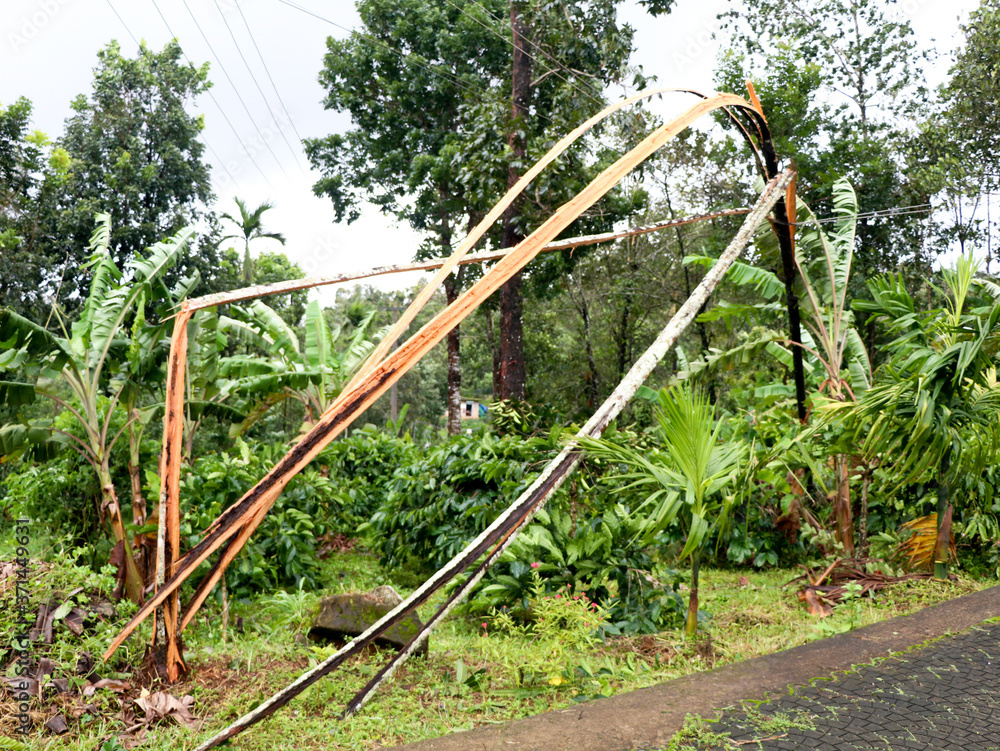 Areca nut tree broken into pieces and fallen on electric line by strong monsoon wind Areca nut tree broken into pieces and fallen on electric line by strong monsoon wind
