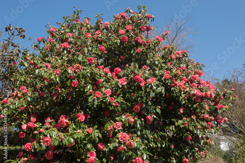 Tableau sur toile Spring Flowering Common Camellia or Japanese Rose Shrub (Camellia japonica 'Dram