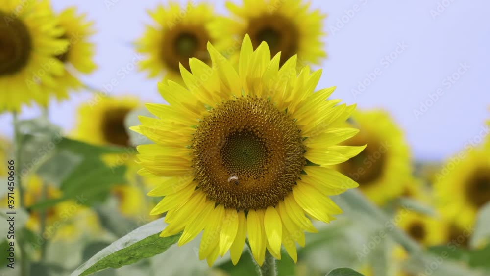 風に揺れる満開のひまわりと蜂 風に揺れる満開のひまわりと蜂