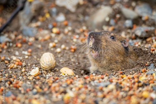 Tableau sur toile A pocket gopher peeks out to eat the seeds fallen from a bird feeder