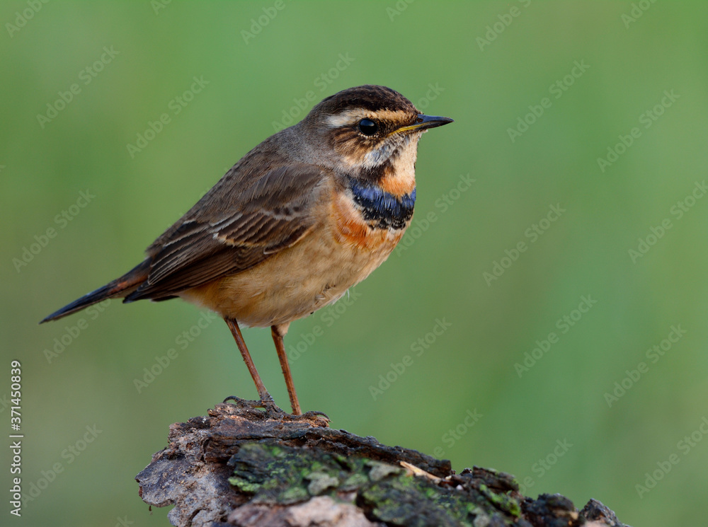 Bluethroat (Luscinia svecica) beautiful brown bird with coloful blue neck perching on wood showing its side feathers over fine green blur background, exotic nature Bluethroat (Luscinia svecica) beautiful brown bird with coloful blue neck perching on wood showing its side feathers over fine green blur background, exotic nature