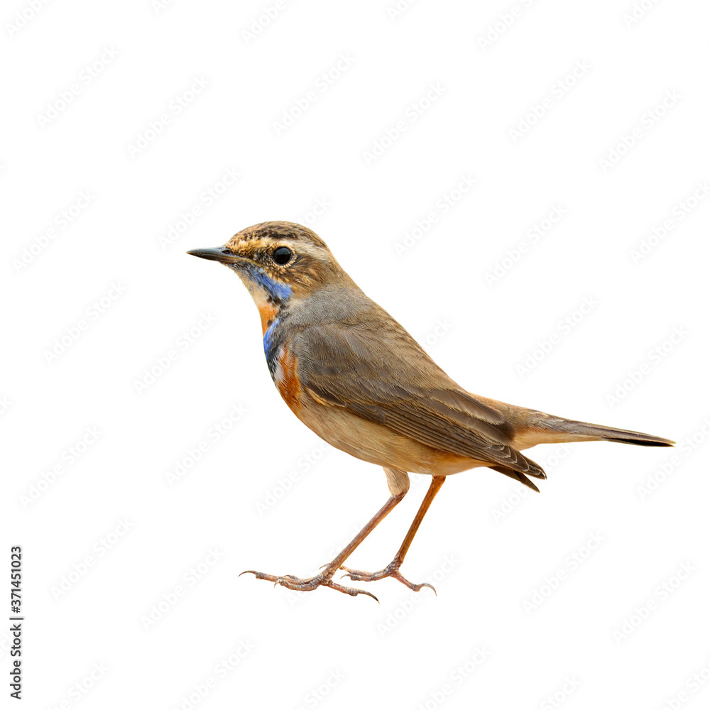 Fototapeta premium Bluethroat (Luscinia svecica) beautiful bworn bird with blue and orange neck and fine tail lifting isolated on white background, magnificent nature
