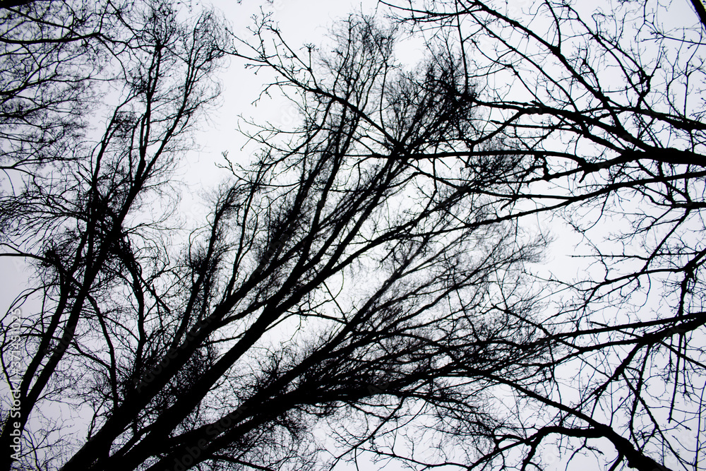 TREE TREE