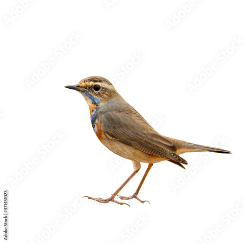 Bluethroat (Luscinia svecica) beautiful bworn bird with blue and orange neck and fine tail lifting isolated on white background, magnificent nature