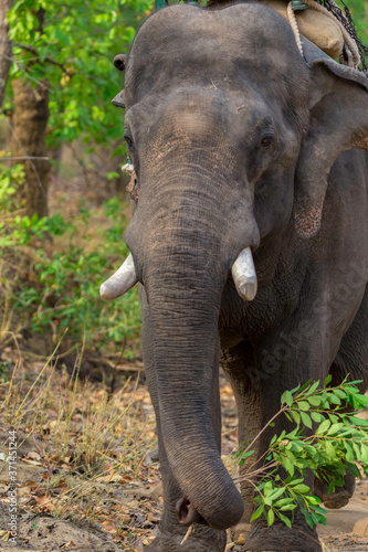 Elephant Elephantidae Largest Land Animal with Big Ivory Tusks with Leafy Twig in the Trunk in Forest