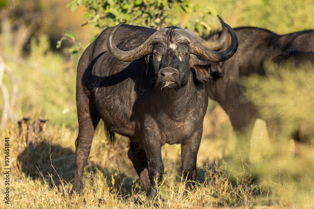 Buffalo female looking straight at camera in Moremi Botswana Buffalo female looking straight at camera in Moremi Botswana