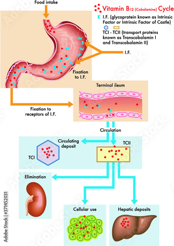 Medical diagram of the cycle of vitamin B12 in the human body.