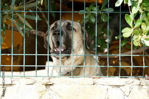 Hunt dogs behind spacious shady kennels in Portugal