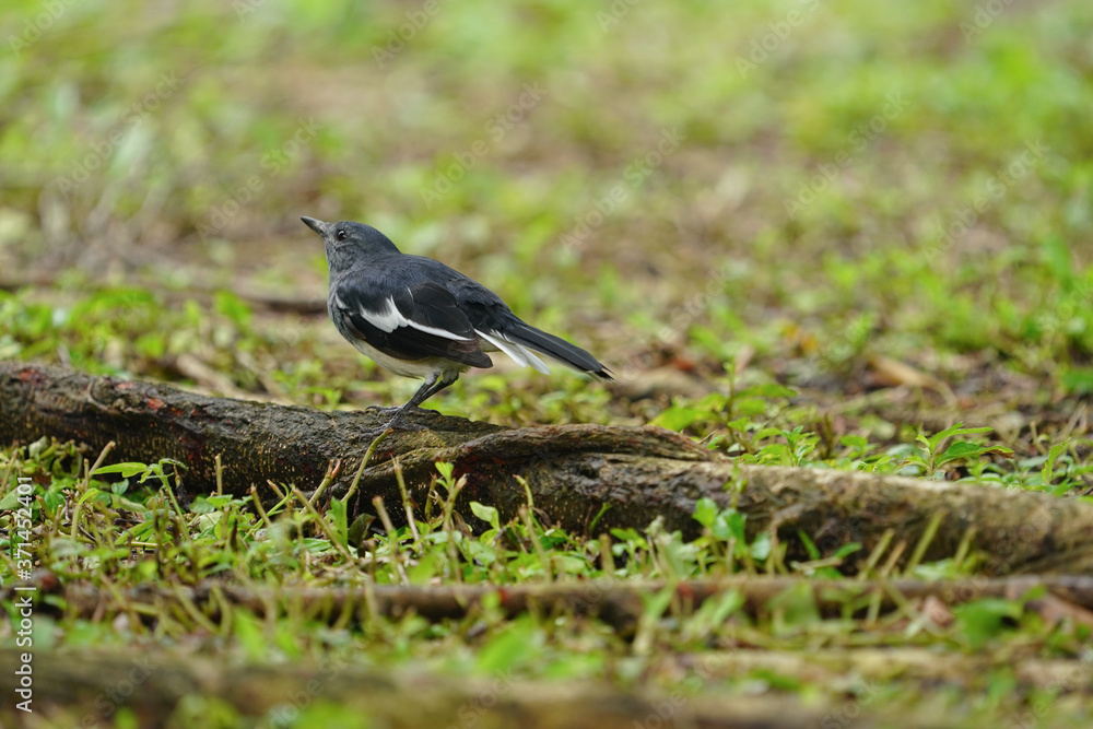 Oriental magpie robin bird perched on a timber. Oriental magpie robin bird perched on a timber.
