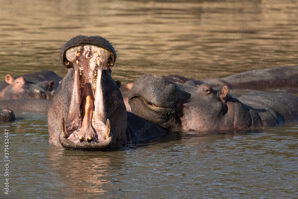 Big hippo yawn showing teeth tongue and pink mouth in Kruger Park South Africa Big hippo yawn showing teeth tongue and pink mouth in Kruger Park South Africa