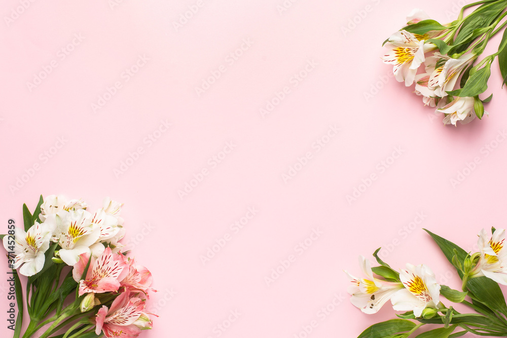 White and pink flowers Alstroemeria on a pink background with copyspace