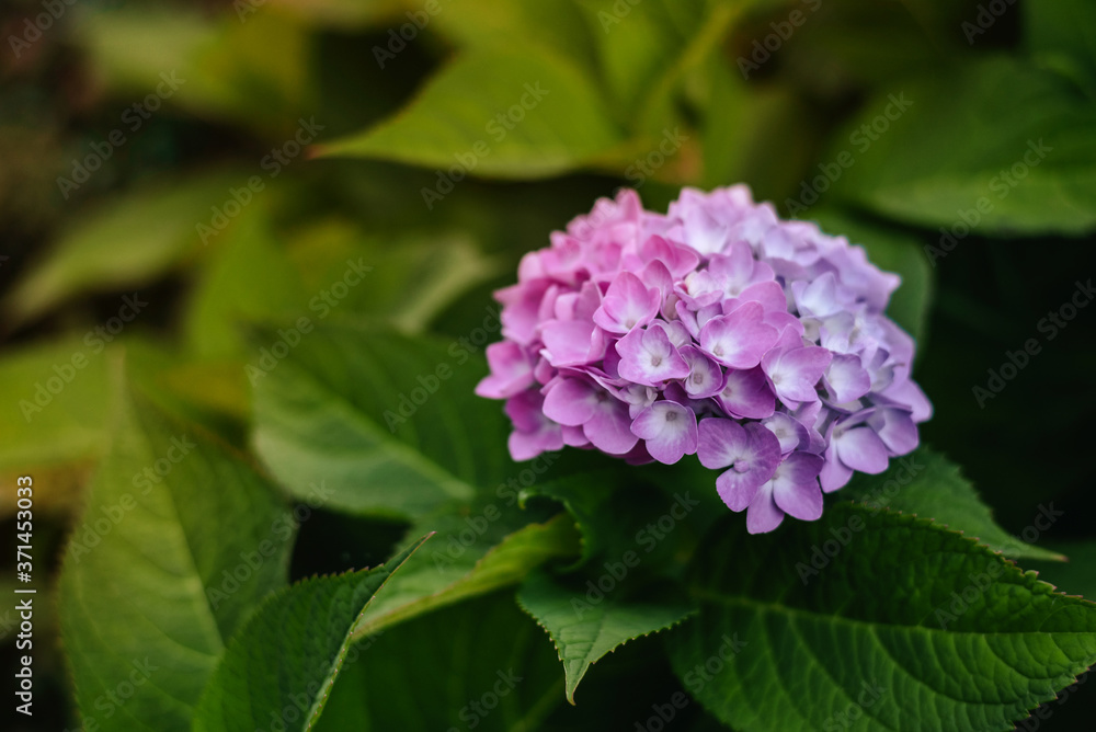 Hydrangea is pink, blue, lilac, violet, purple bushes of flowers are blooming in spring and summer at sunset in town garden Hydrangea is pink, blue, lilac, violet, purple bushes of flowers are blooming in spring and summer at sunset in town garden
