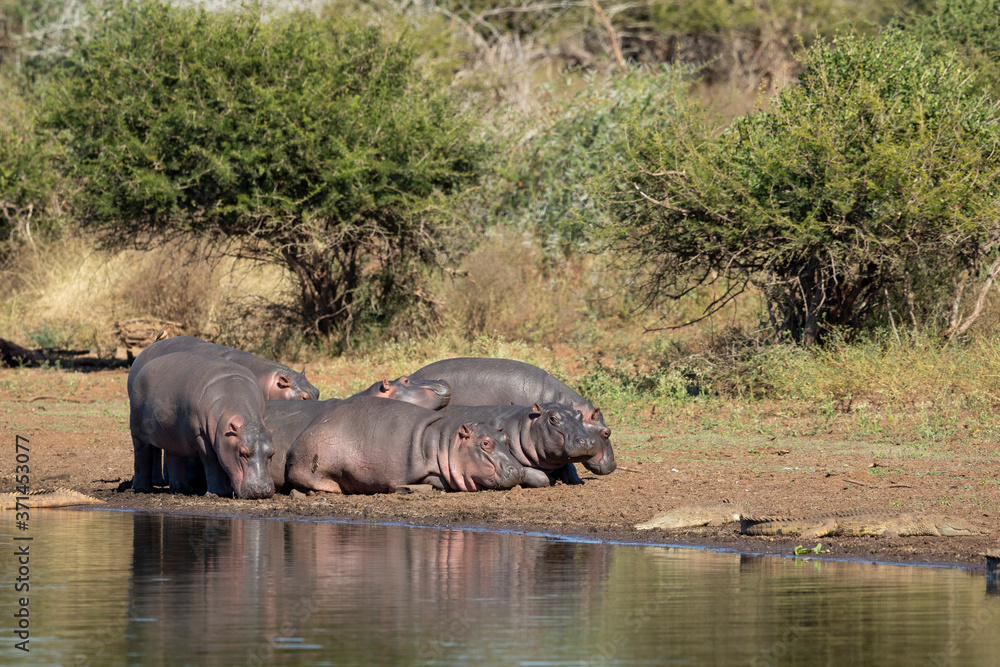 Pod of hippos lying near small crocodiles at the water's edge in Kruger Park South Africa Pod of hippos lying near small crocodiles at the water's edge in Kruger Park South Africa