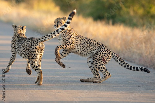 Two cheetah playing in the road with one cheetah having open wound in Kruger Park South Africa