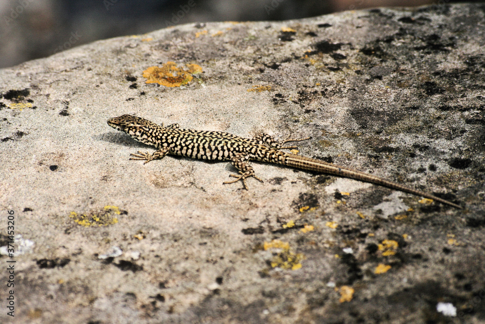 lizard on the stone lizard on the stone