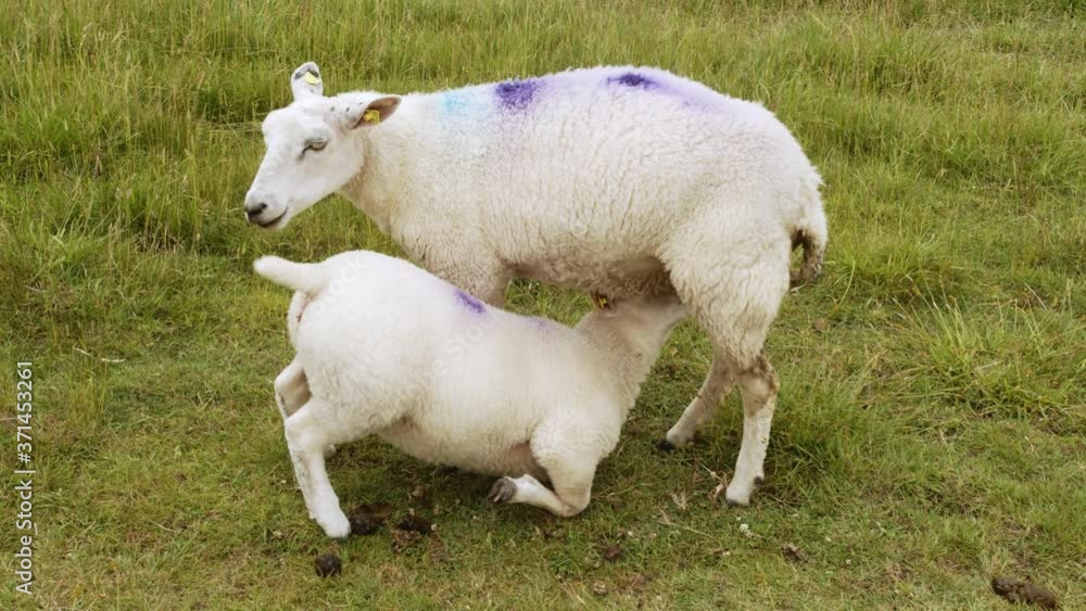 Young Lamb Drinking Mothers Milk. Two Farm Sheep on a Grass Field. Young Lamb Drinking Mothers Milk. Two Farm Sheep on a Grass Field.