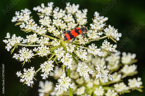 Foto Macro of red and black beetle (Trichodes apiarius) on Conium maculatum, the hemlock or poison hemlock