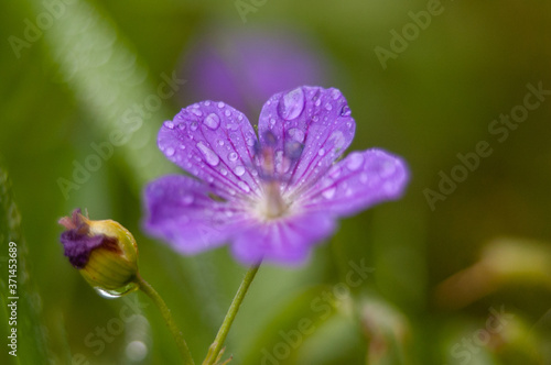Purple flower in dew fresh greens meadow grass