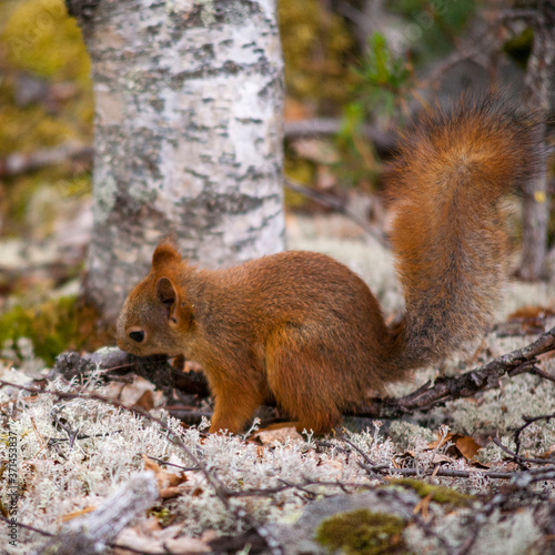 Eichhörnchen © Heiko Koehrer-Wagner