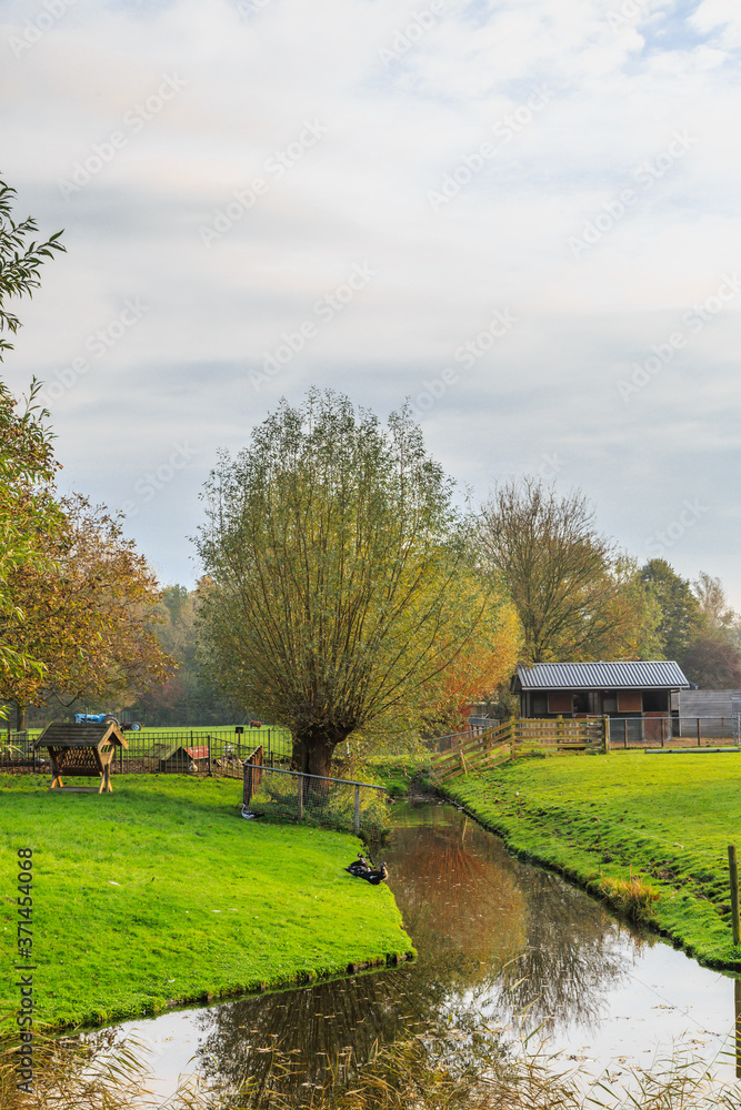 Pollard willow, Salix alba, in fall colors to ditch at meadow landscape with barn on background Pollard willow, Salix alba, in fall colors to ditch at meadow landscape with barn on background