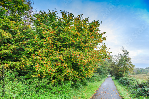Foto Hazel , Corylus avellana,  in autumn color along sidewalk in nature park