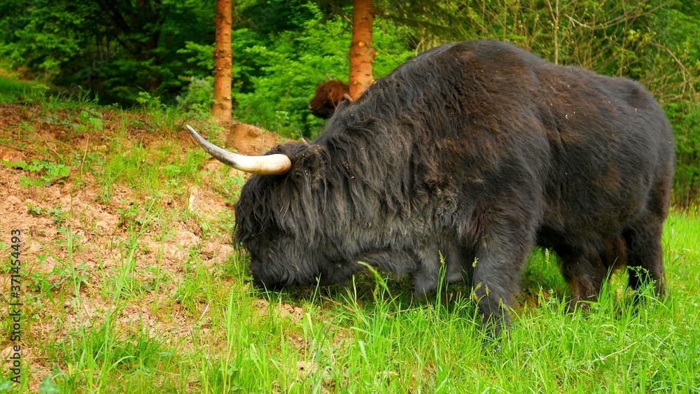 A close-up on a black Highland cow in a forest A close-up on a black Highland cow in a forest