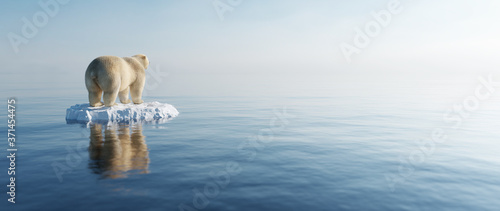 Vászonkép Polar bear on ice floe. Melting iceberg and global warming.