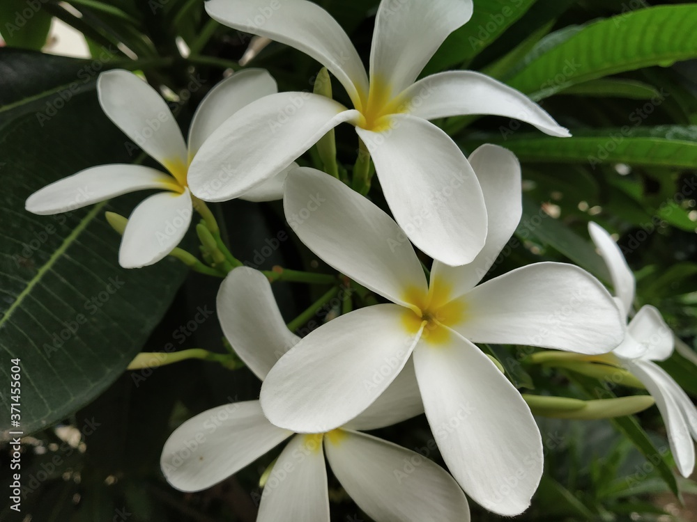Fototapeta premium frangipani plumeria flower