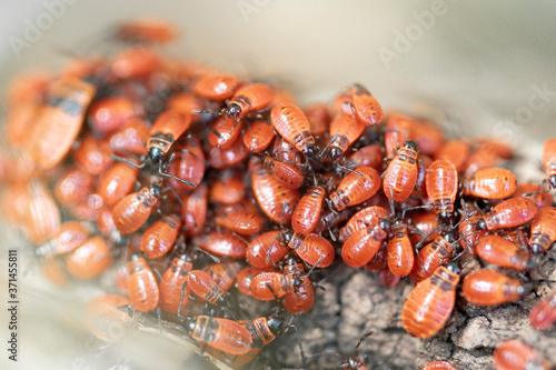 insectes
