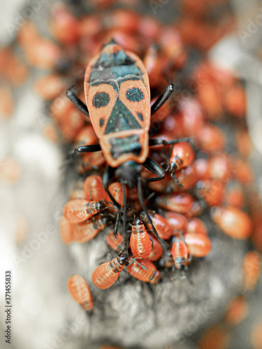 insectes