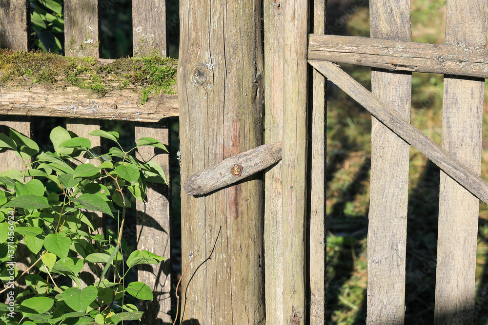 old abandoned fence and gate are covered with moss old abandoned fence and gate are covered with moss