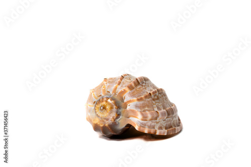 Close-up ocean snail shell on isolated white background