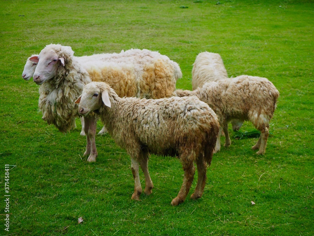 Naklejka premium Sheep on the farm meadow.