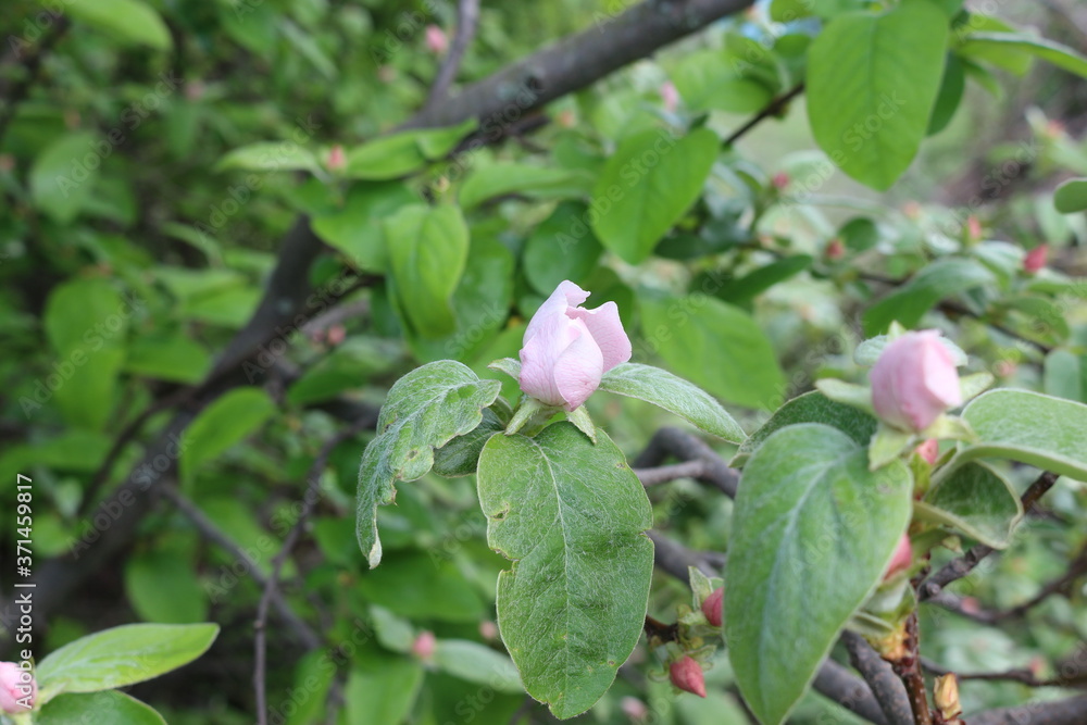 Delicate pink buds are ready to turn into flowers on the branches of a quince tree in spring
Delicate pink buds are ready to turn into flowers on the branches of a quince tree in spring