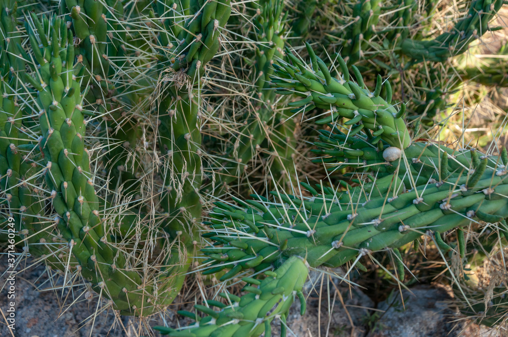 Obraz premium Long-boned green cactus. Background image