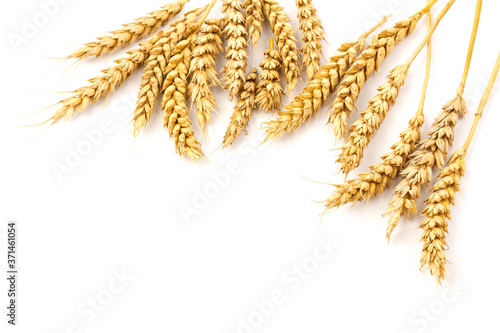 Spikelets of golden wheat, isolated on white background