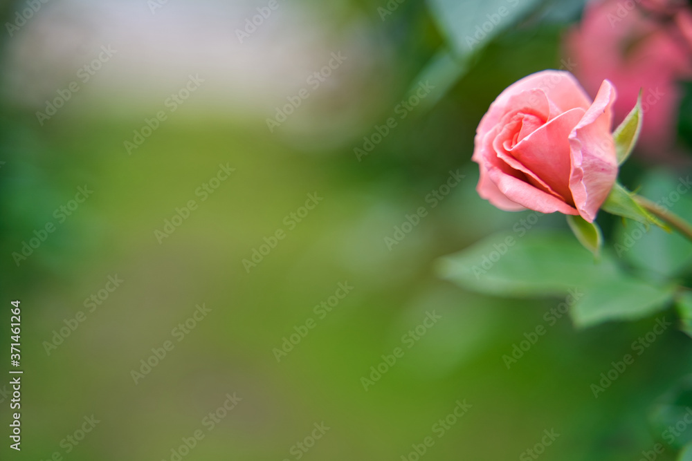ピンクのバラ