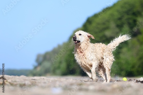 Golden Retriever am Strand 