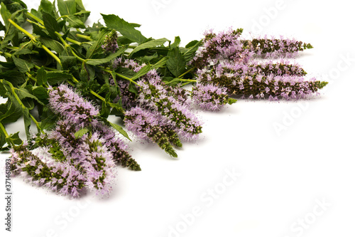 Purple peppermint flowers isolated on white background