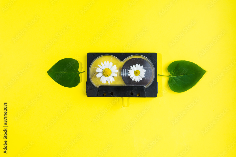 audio cassette with chamomile flowers and green tree leaves on yellow background audio cassette with chamomile flowers and green tree leaves on yellow background