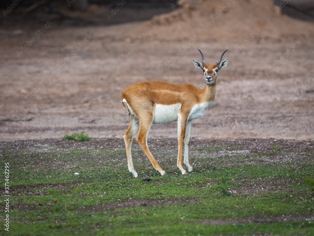 Group of a beautiful young sand gazelles (Gazella Marica) in the park, Arabian Peninsula. Group of a beautiful young sand gazelles (Gazella Marica) in the park, Arabian Peninsula.