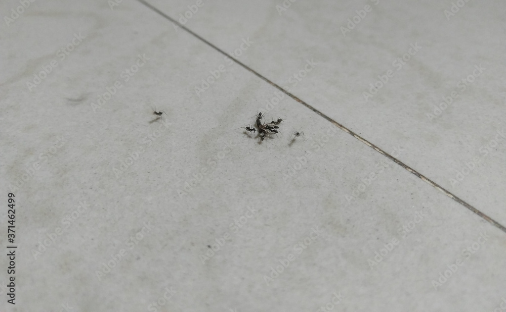 ants on the ground ants on the ground