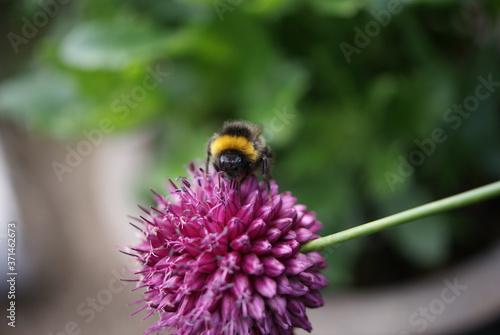 Bumblebee on a purple flower © Laura Rainey