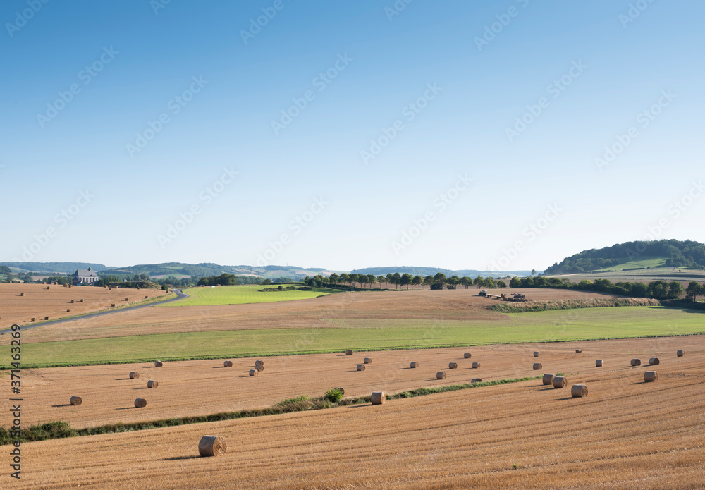 Obraz premium landscape with cornfields and meadows in regional parc de caps et marais d'opale in the north of france